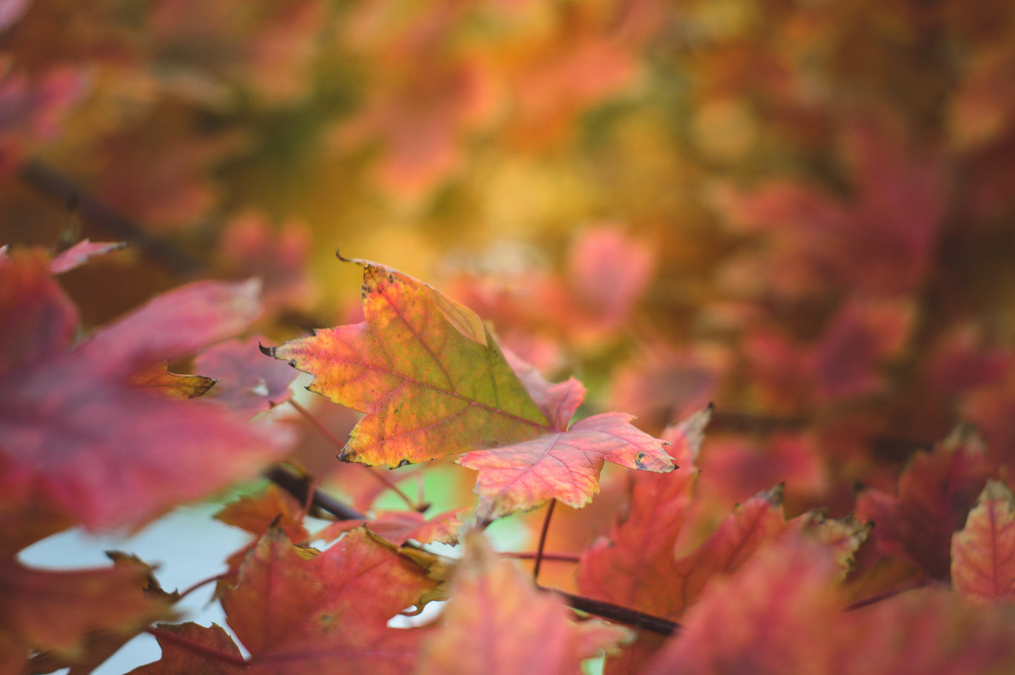 Herbst-News sind da!